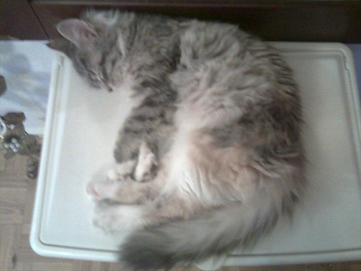 Maine Coon Celina *RIP* billede 9