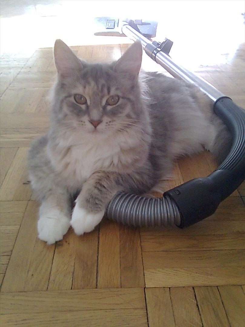 Maine Coon Celina *RIP* billede 10