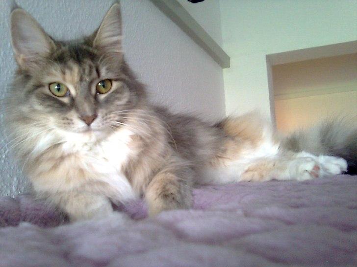 Maine Coon Celina *RIP* billede 1