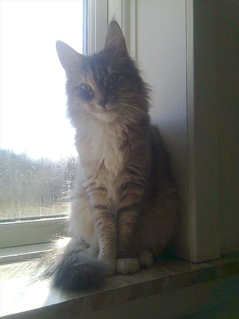 Maine Coon Celina *RIP* billede 11