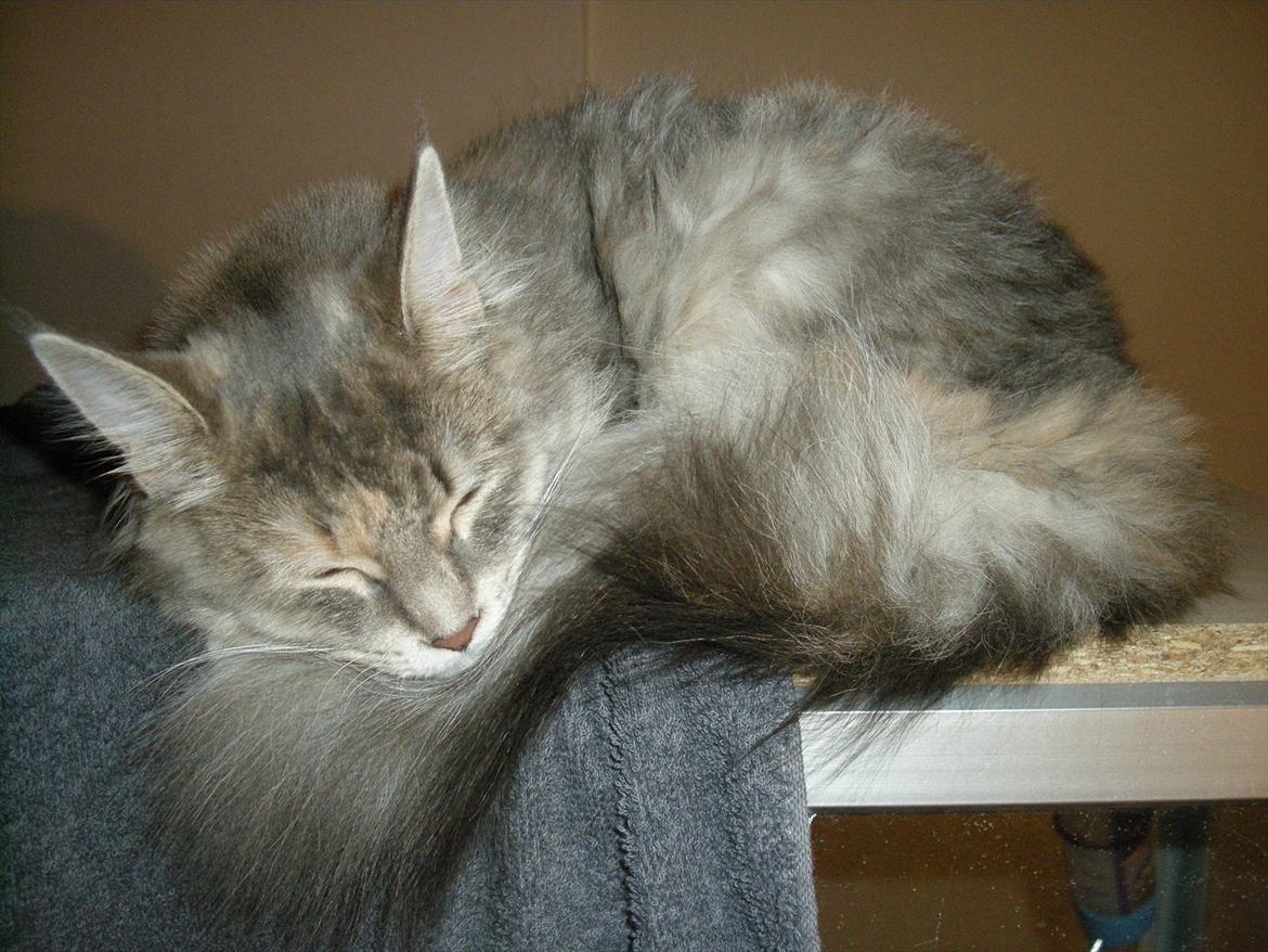 Maine Coon Celina *RIP* billede 12