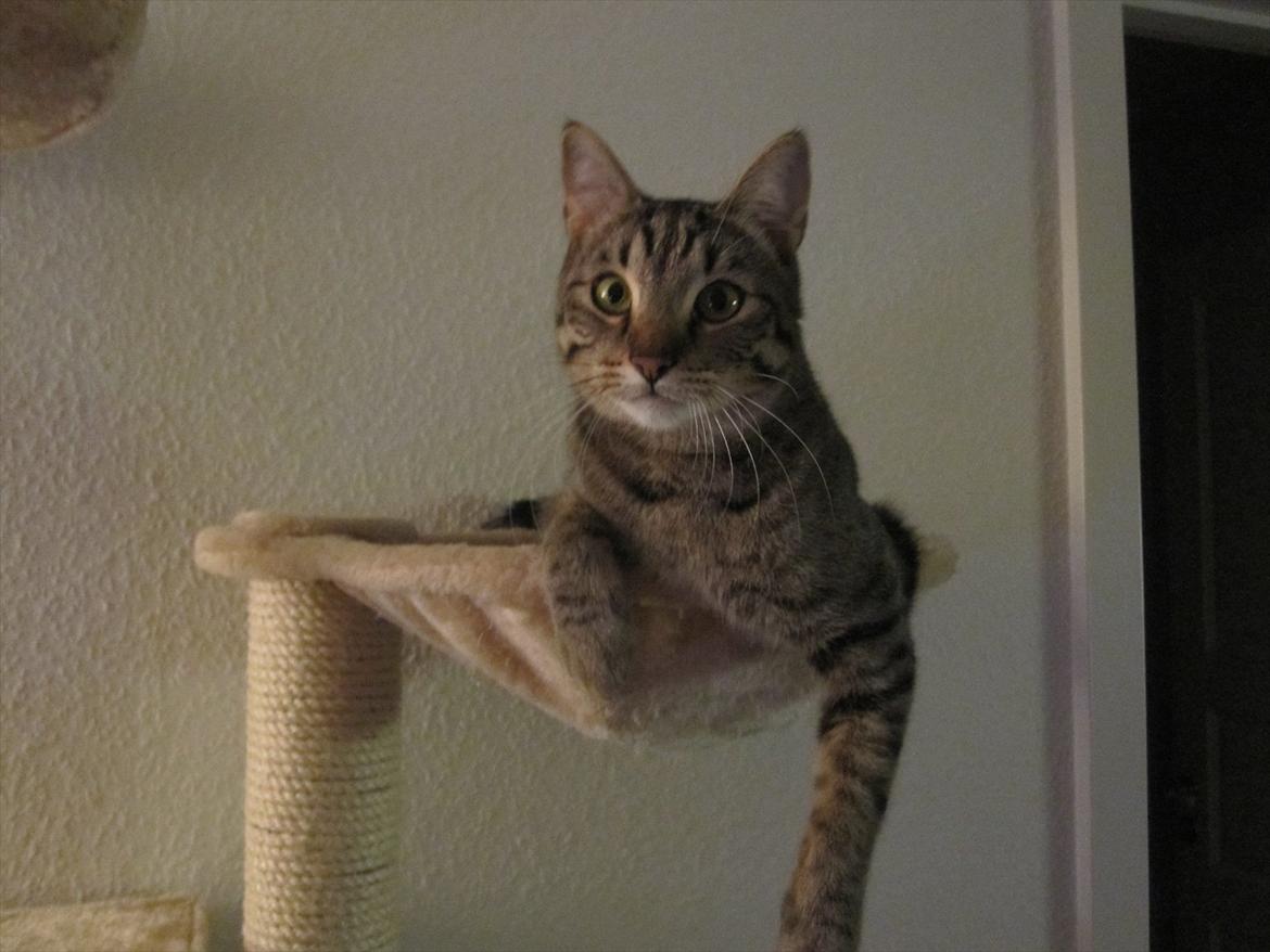 Huskat Felix billede 17