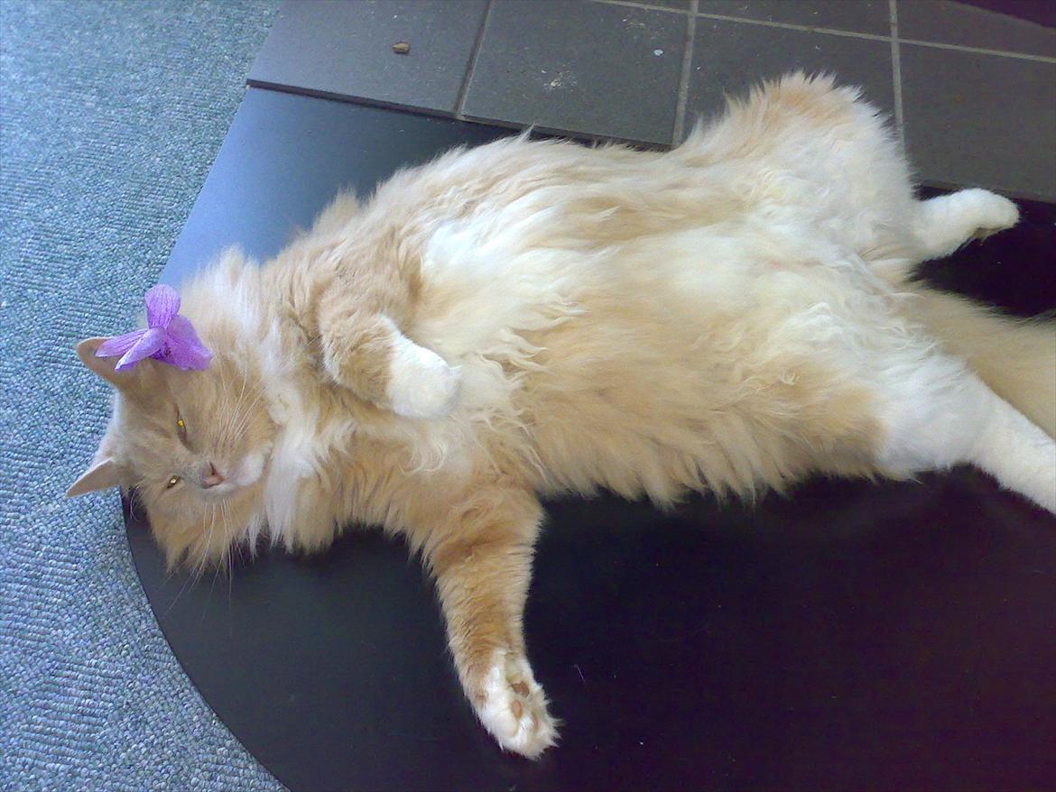 Blanding af racer Bamse *RIP* billede 11