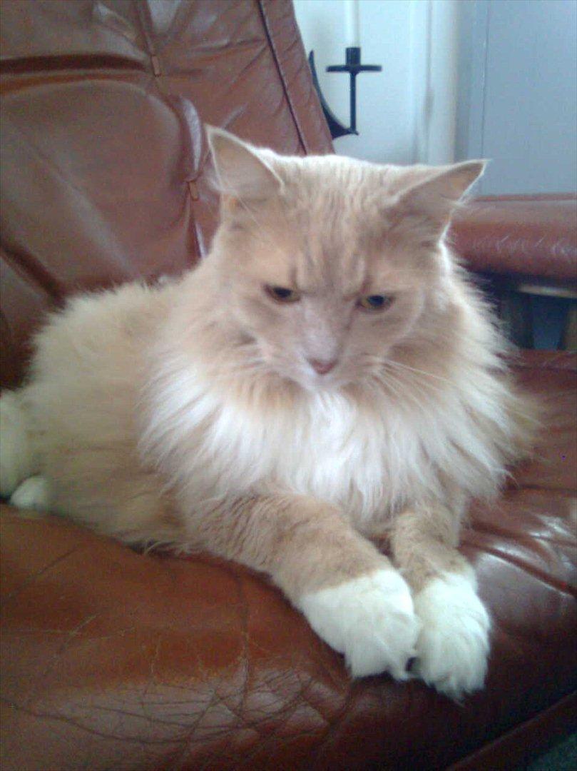 Blanding af racer Bamse *RIP* billede 12