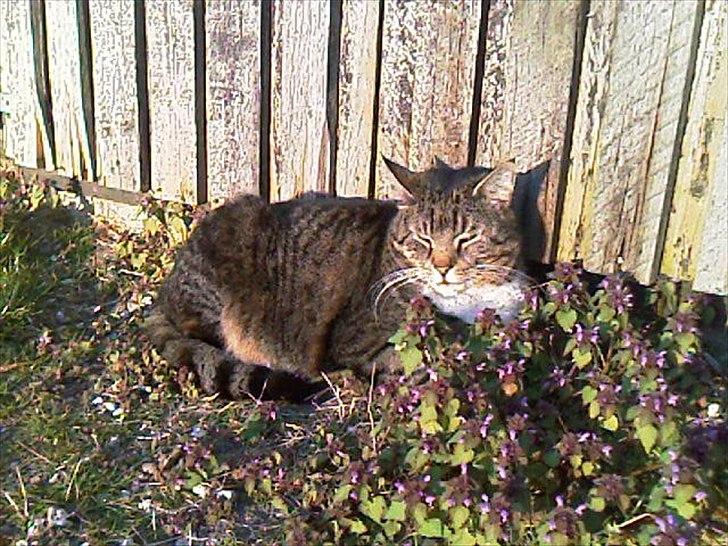 Blanding af racer Simba *RIP* billede 1