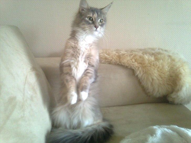 Maine Coon Celina *RIP* billede 13