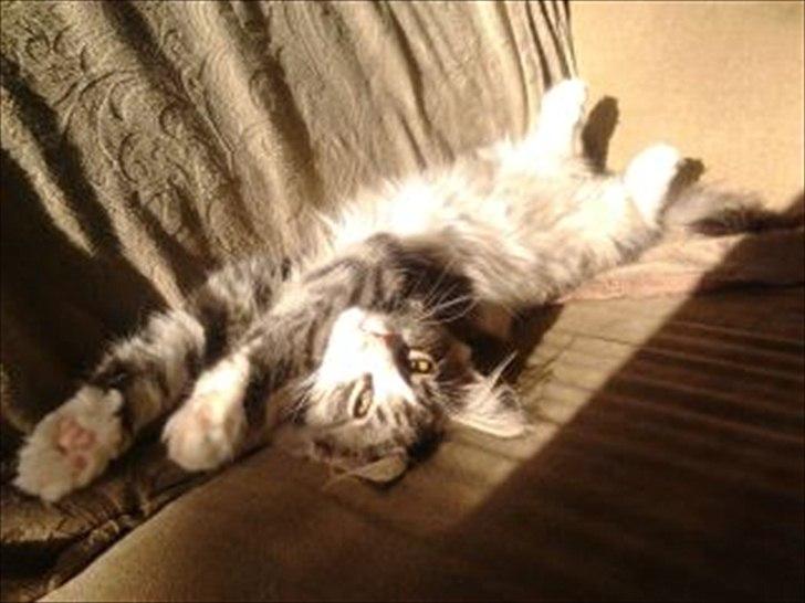 Norsk Skovkat Don Vito billede 2