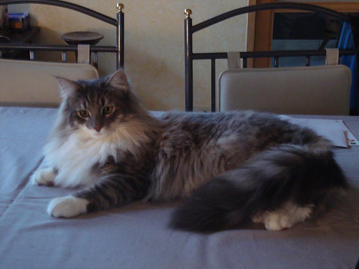 Norsk Skovkat Mr. twitches billede 14