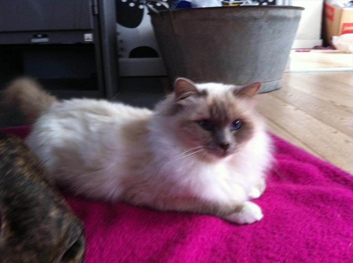 Hellig Birma Viola Lillamasket billede 8