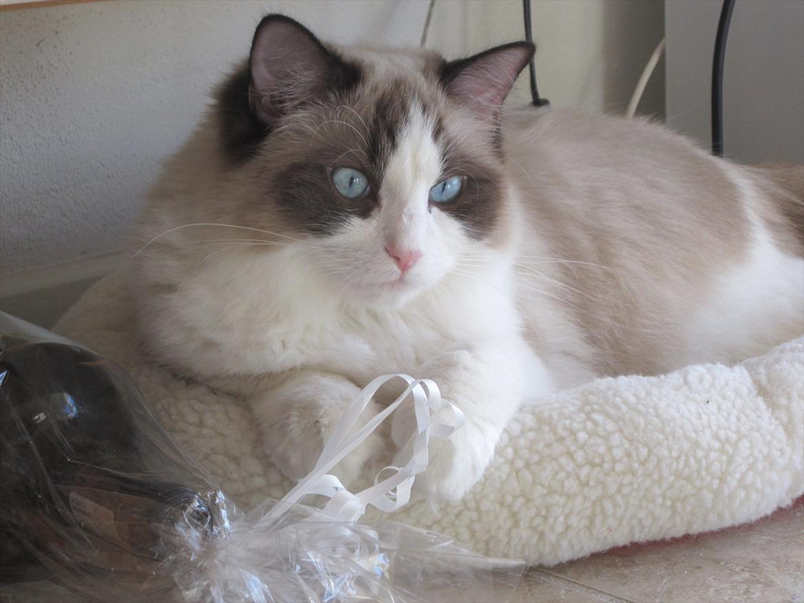 Ragdoll DK Jaquet Paris billede 18
