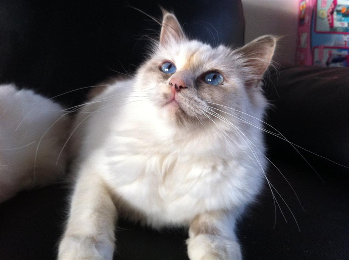 Hellig Birma Snowie blåtortie billede 3