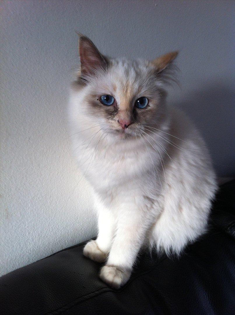 Hellig Birma Snowie blåtortie billede 18