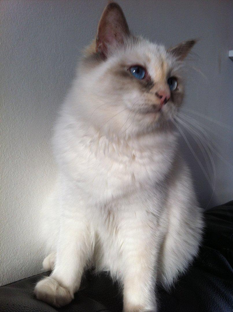 Hellig Birma Snowie blåtortie billede 19