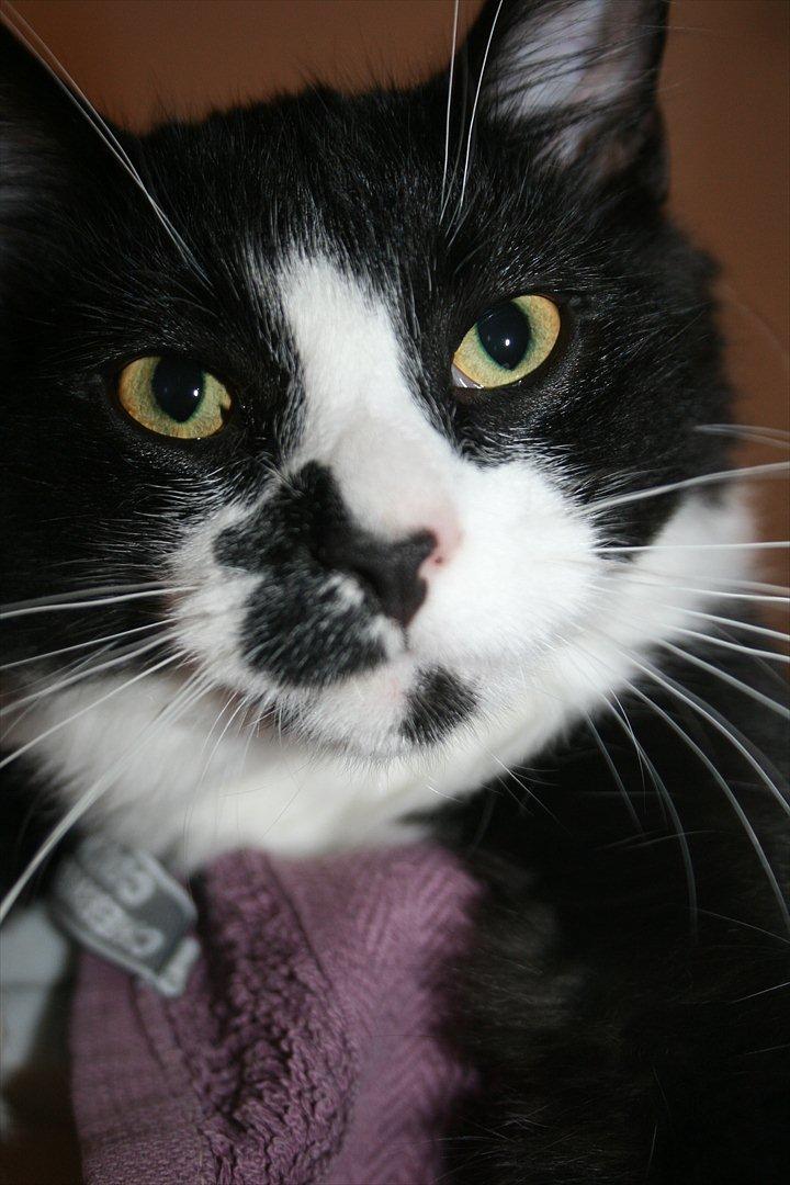 Maine Coon Pontus PP billede 8