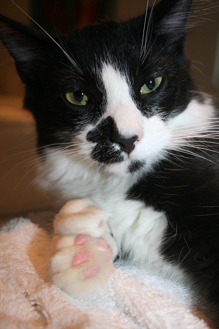 Maine Coon Pontus PP billede 9