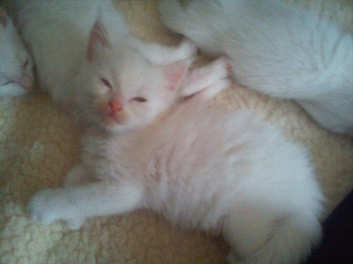 Maine Coon Zippo billede 2