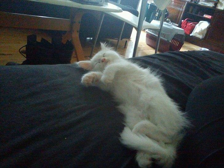 Maine Coon Zippo billede 6