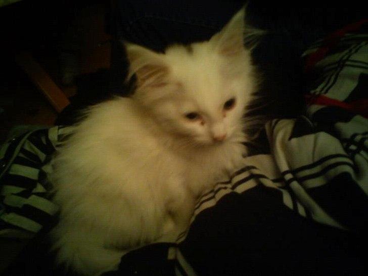 Maine Coon Zippo billede 7