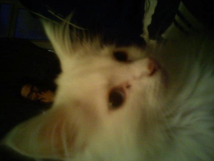 Maine Coon Zippo billede 8