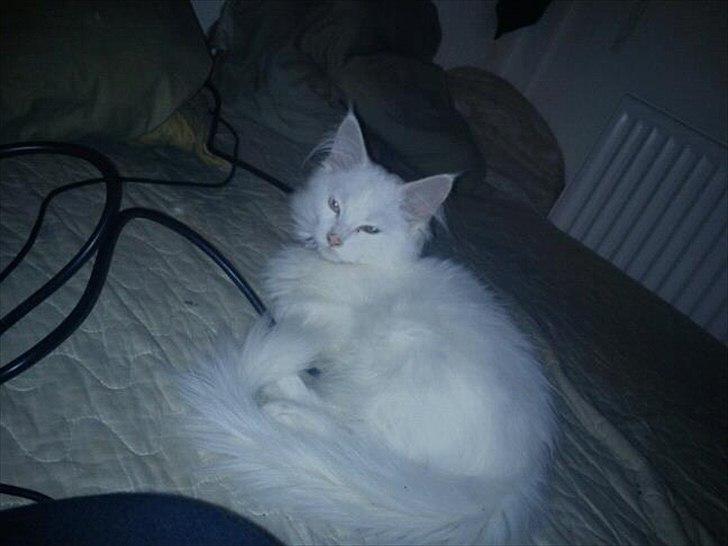 Maine Coon Zippo billede 10