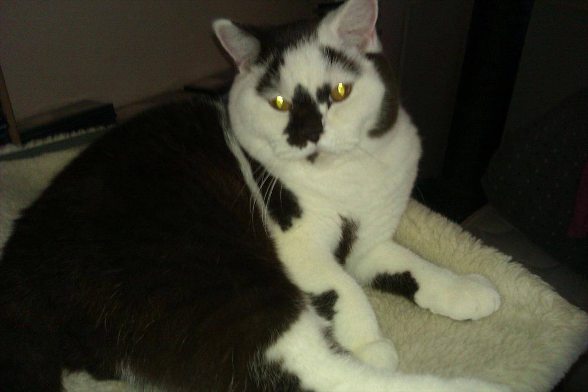 British Shorthair heros billede 20