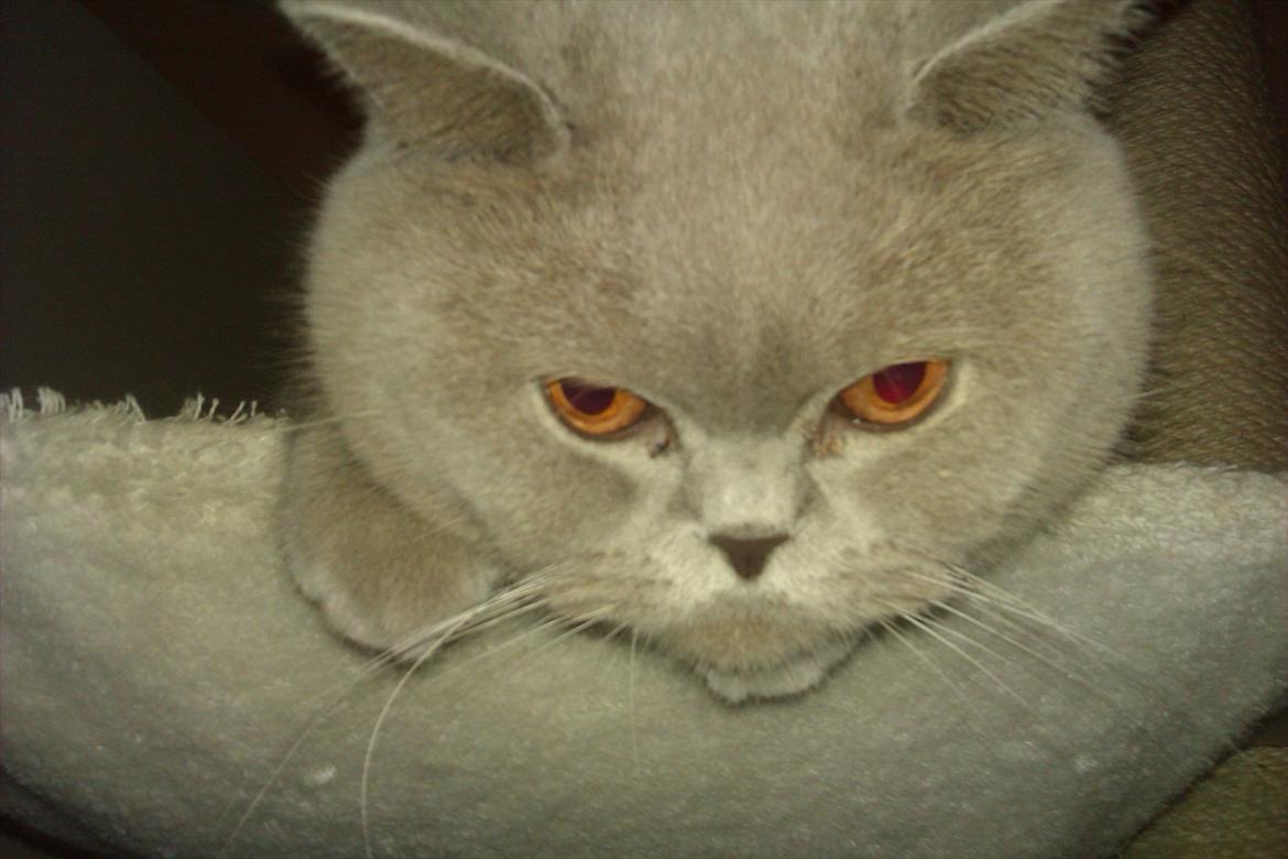 British Shorthair midas billede 3