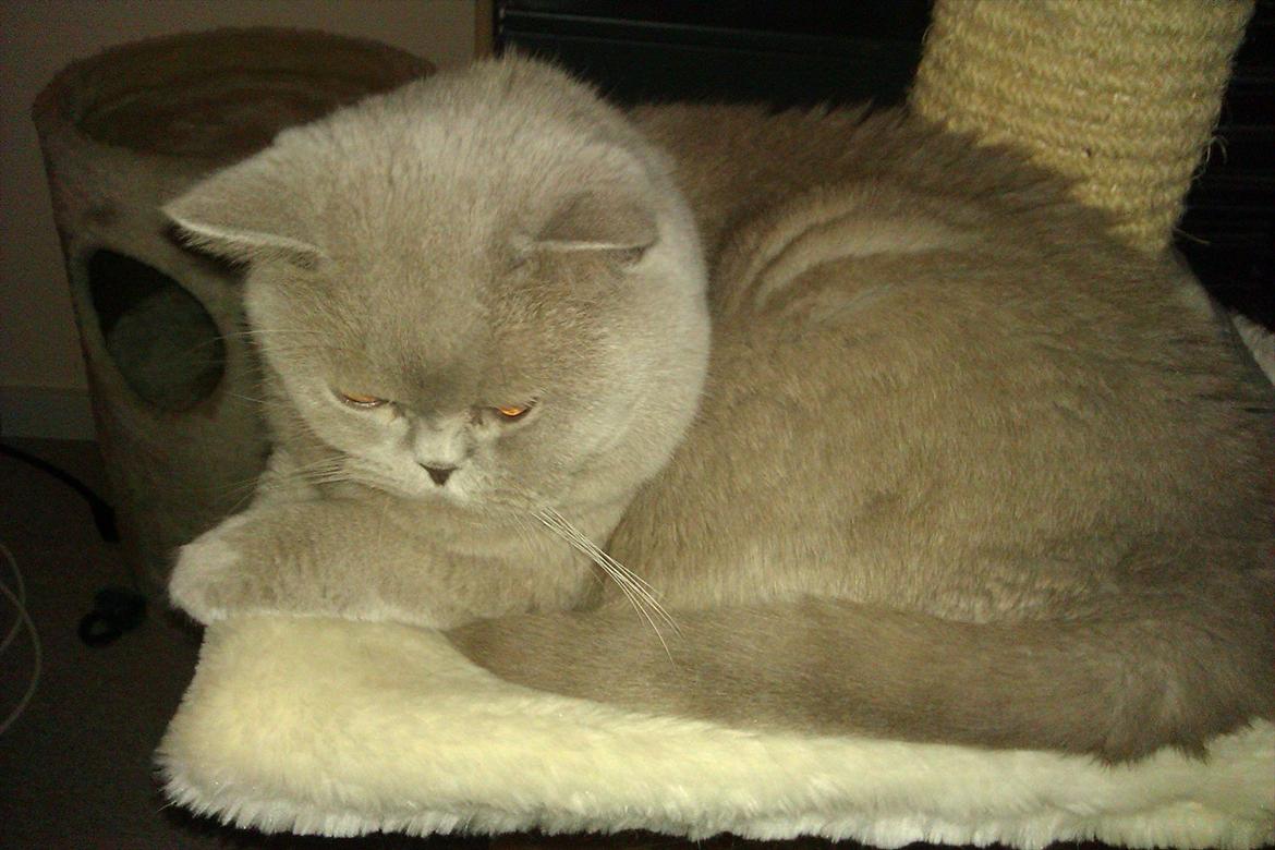 British Shorthair midas billede 17