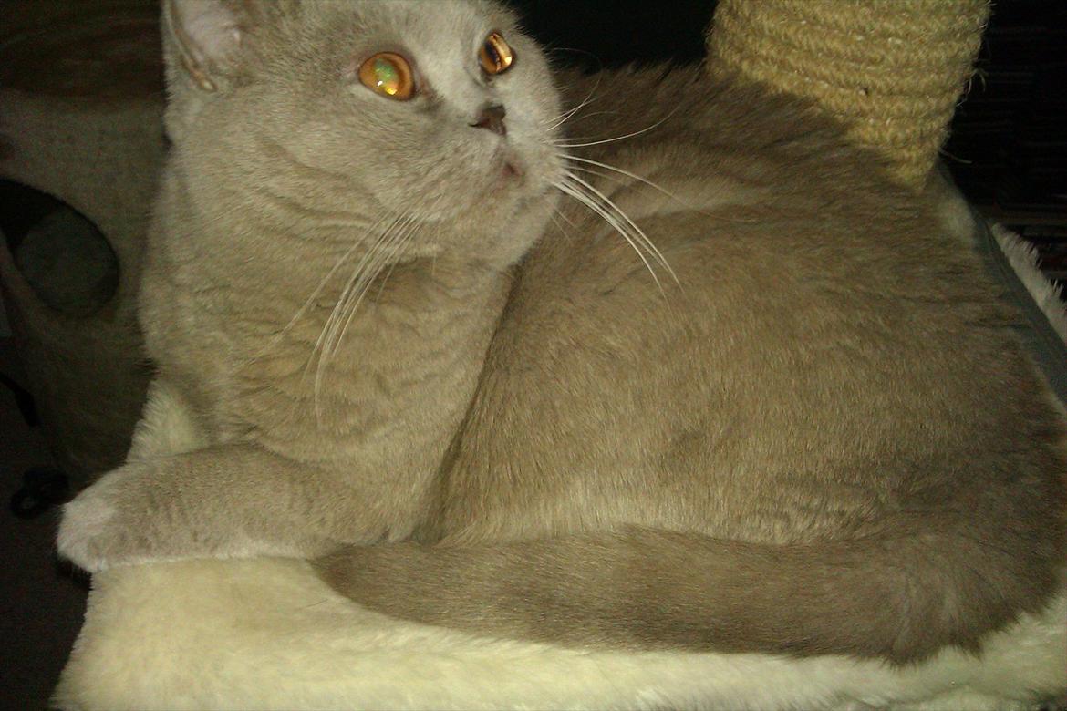 British Shorthair midas billede 18