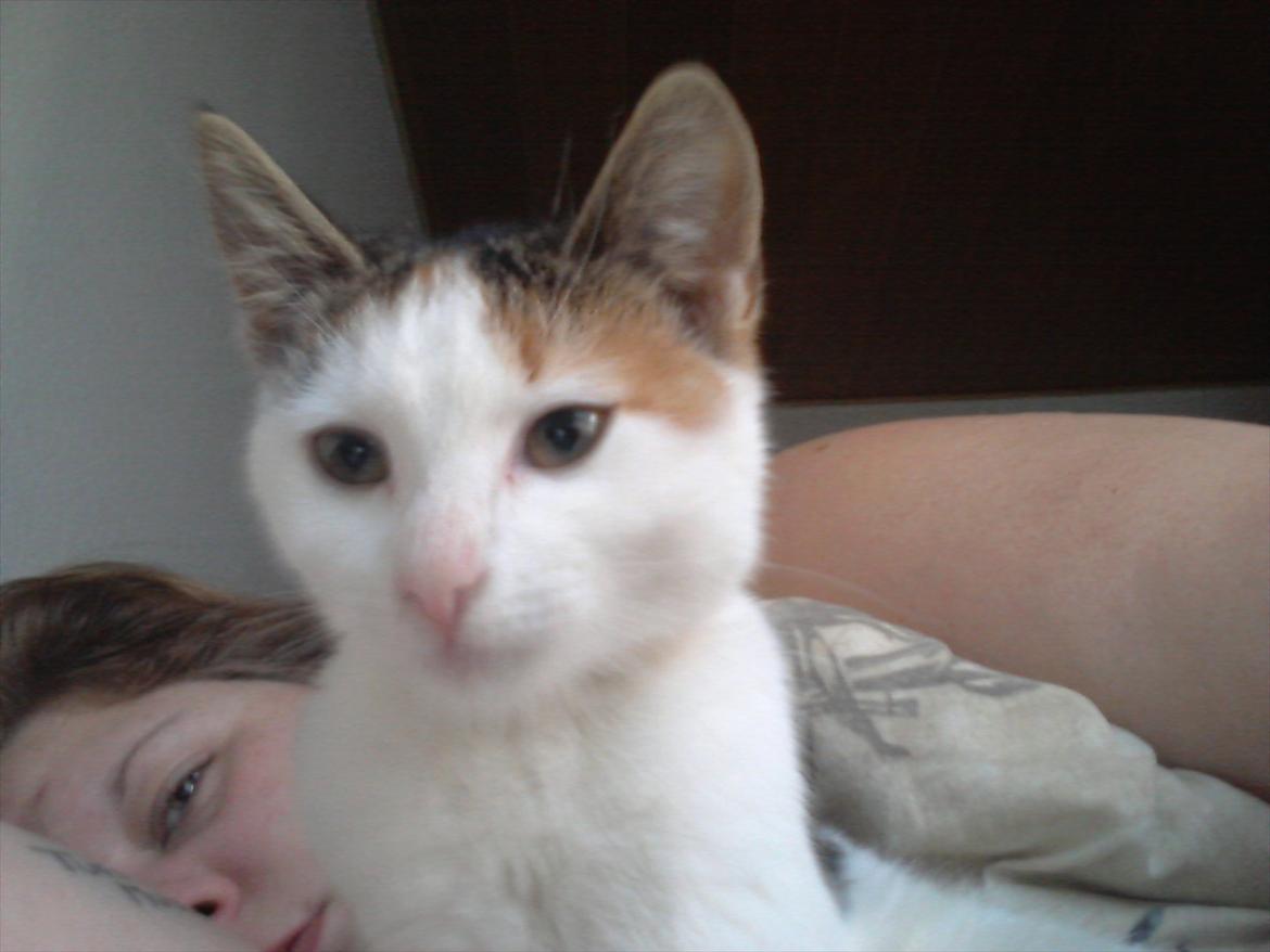 Blanding af racer Miv billede 1