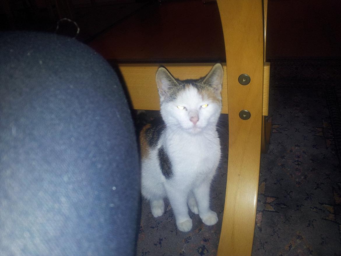 Blanding af racer Miv billede 2