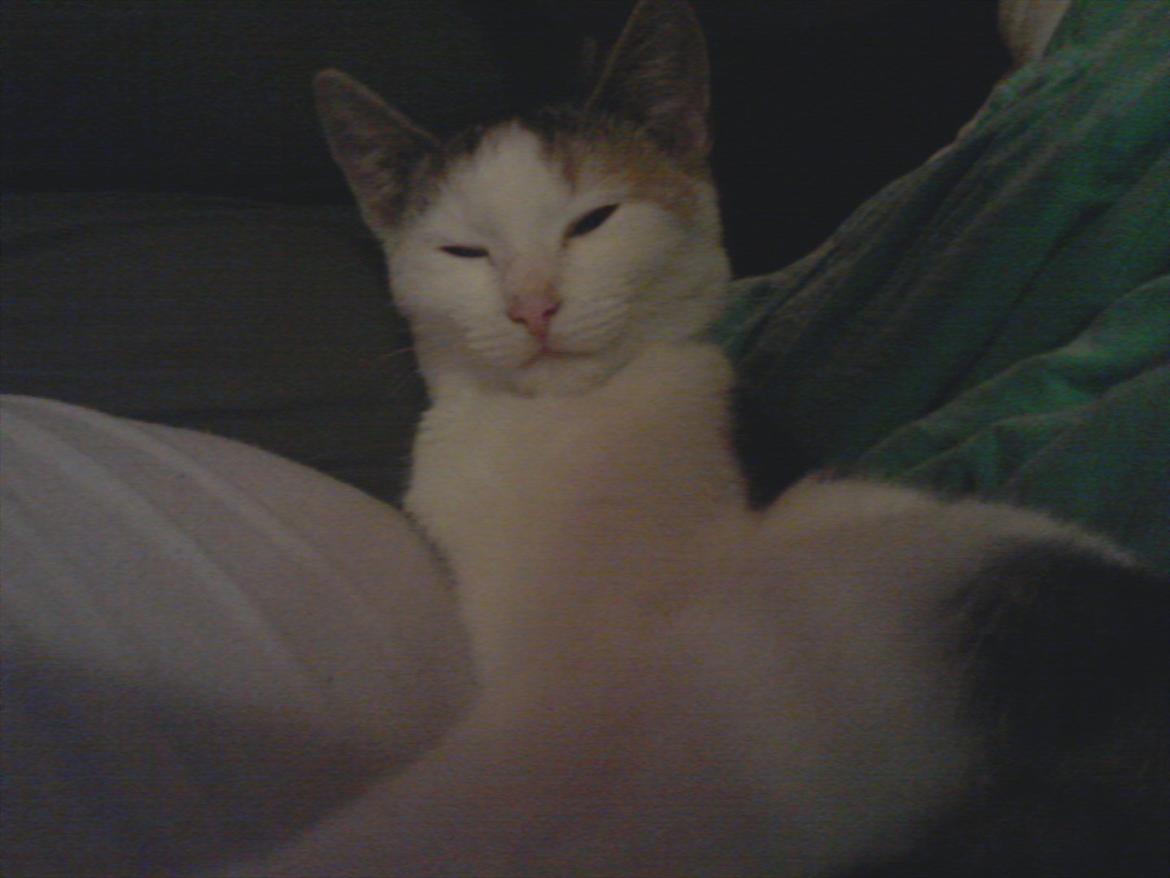 Blanding af racer Miv billede 3