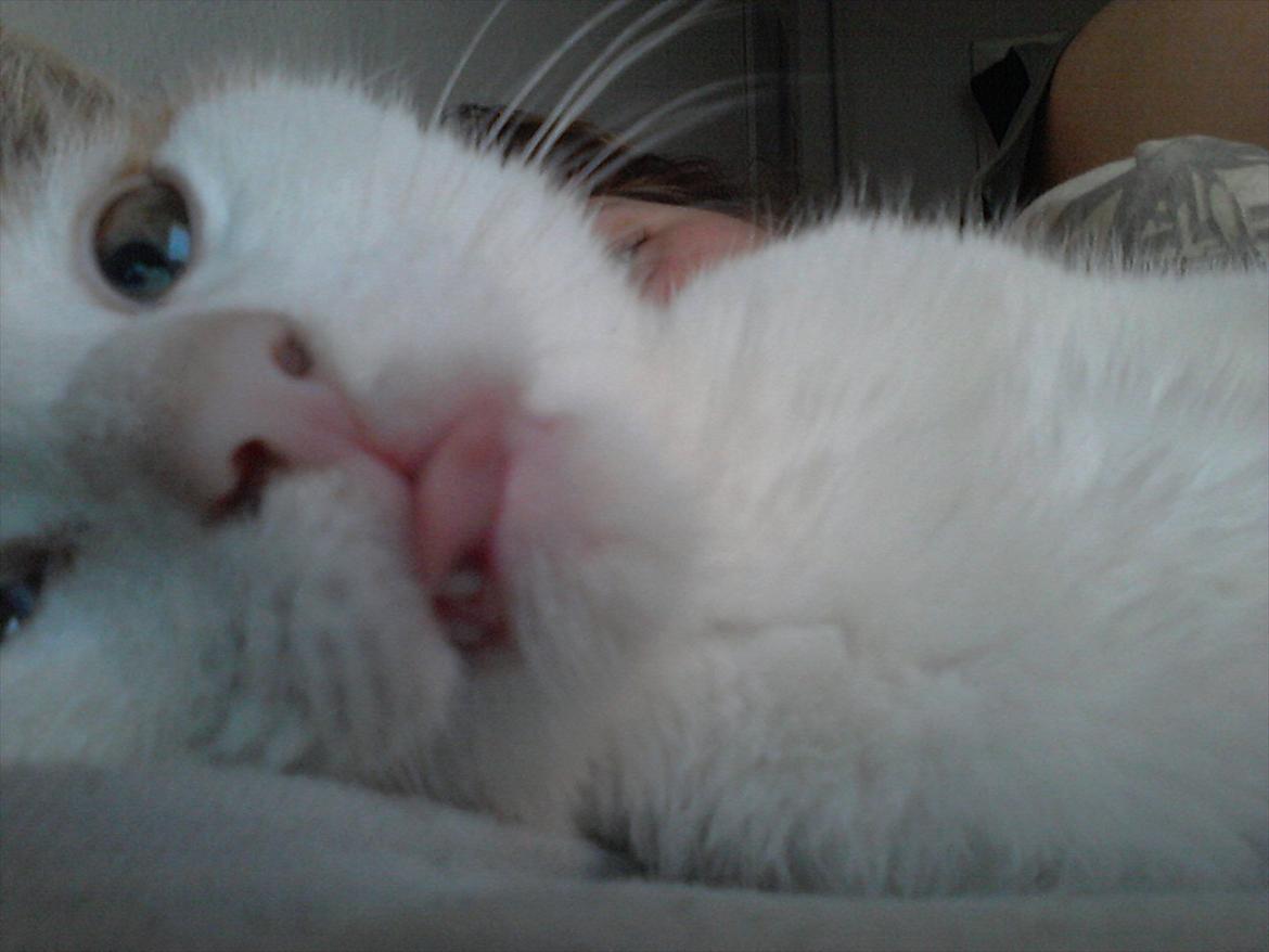 Blanding af racer Miv billede 4