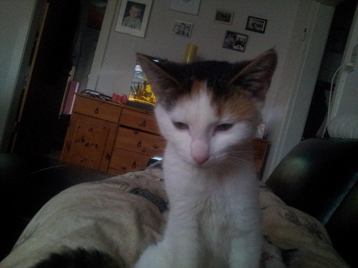 Blanding af racer Miv billede 5