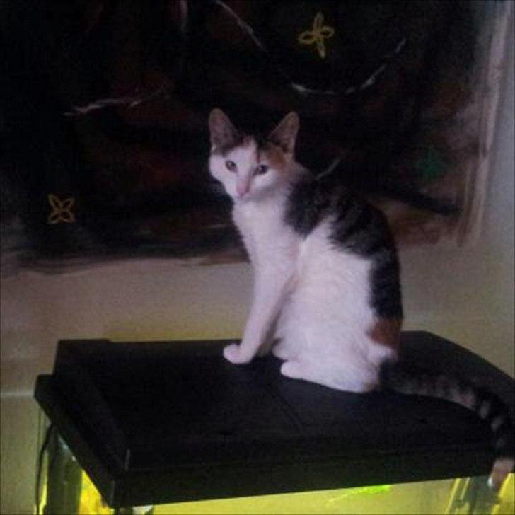 Blanding af racer Miv billede 6