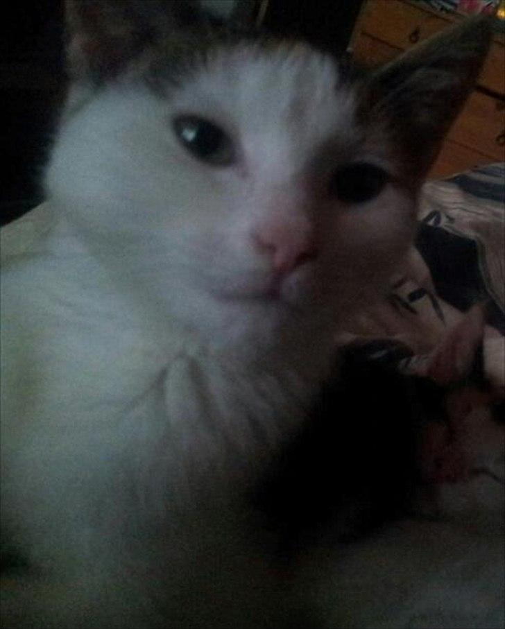 Blanding af racer Miv billede 7