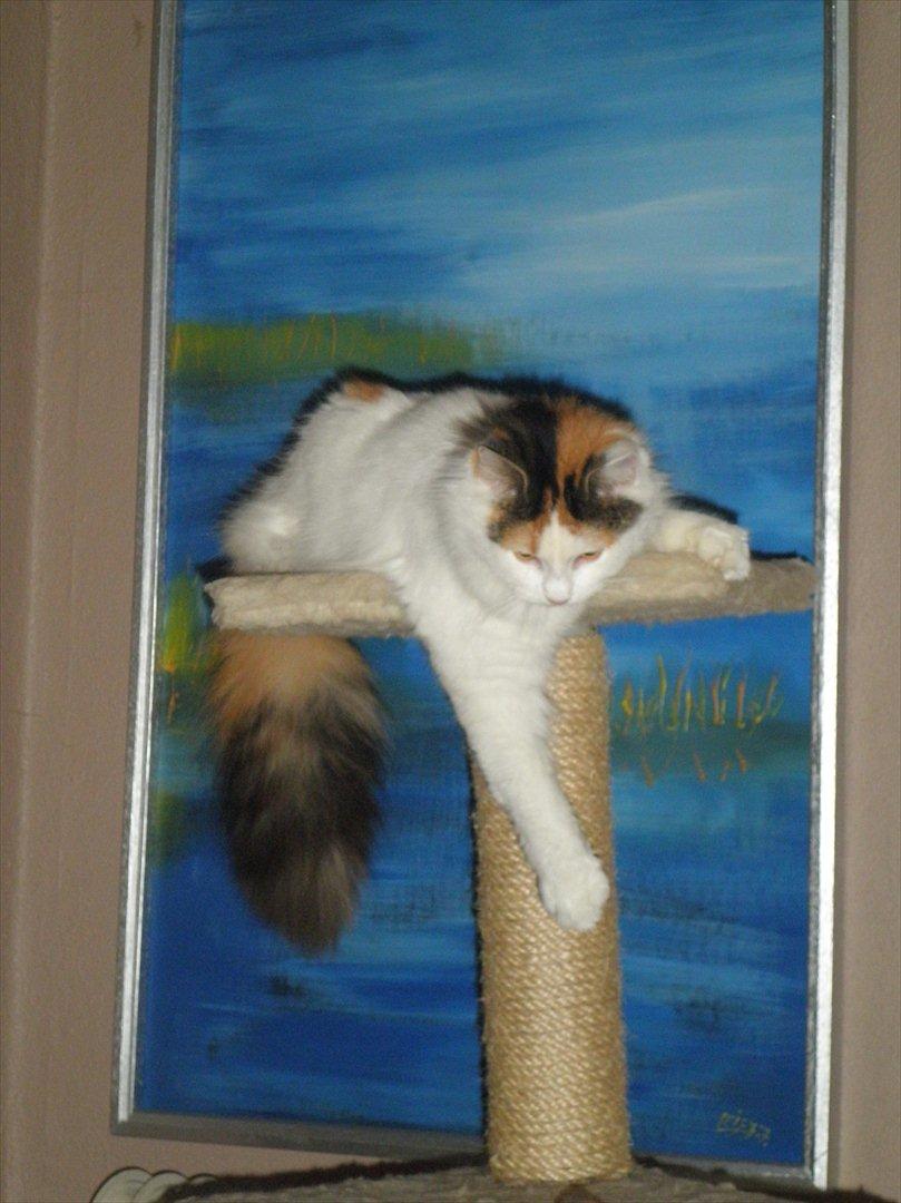 Blanding af racer Kickie billede 1