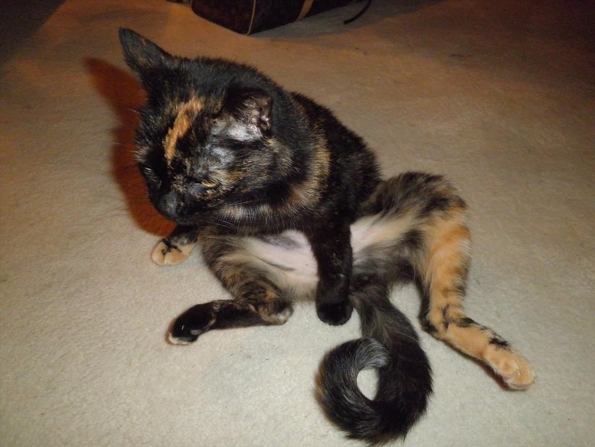 Blanding af racer Didlline billede 1