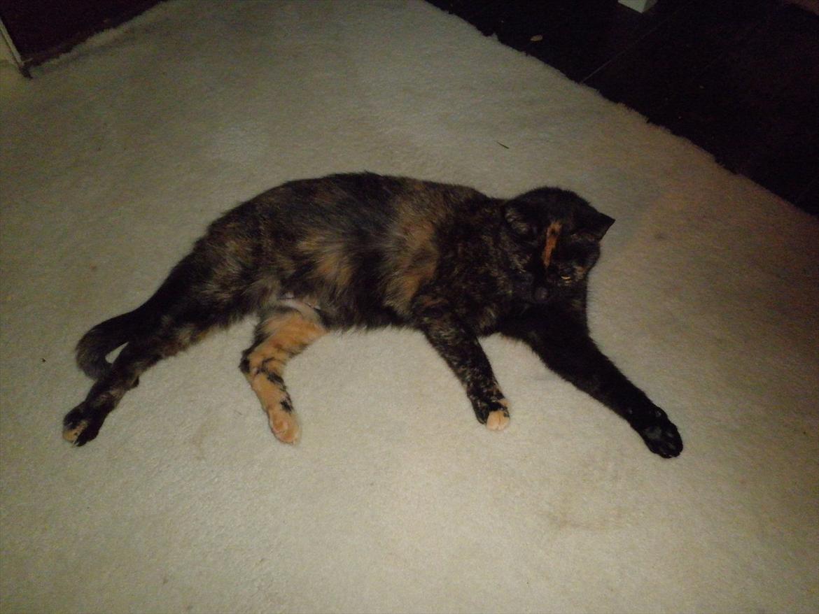 Blanding af racer Didlline billede 2