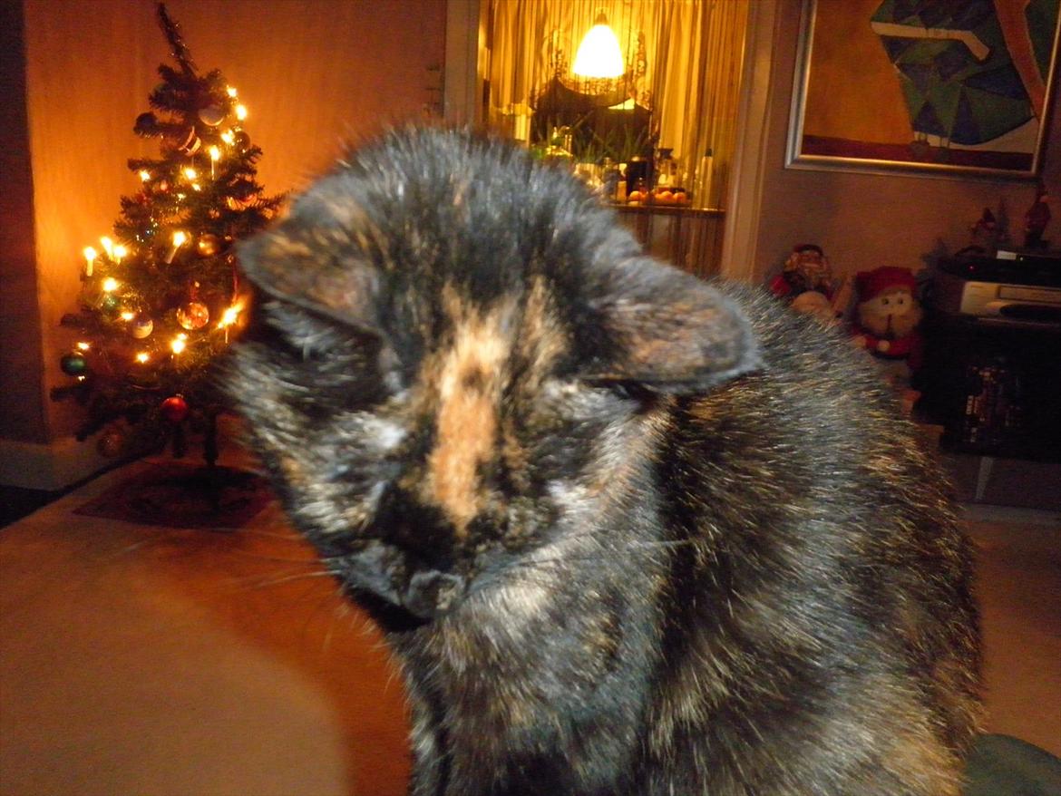 Blanding af racer Didlline billede 3