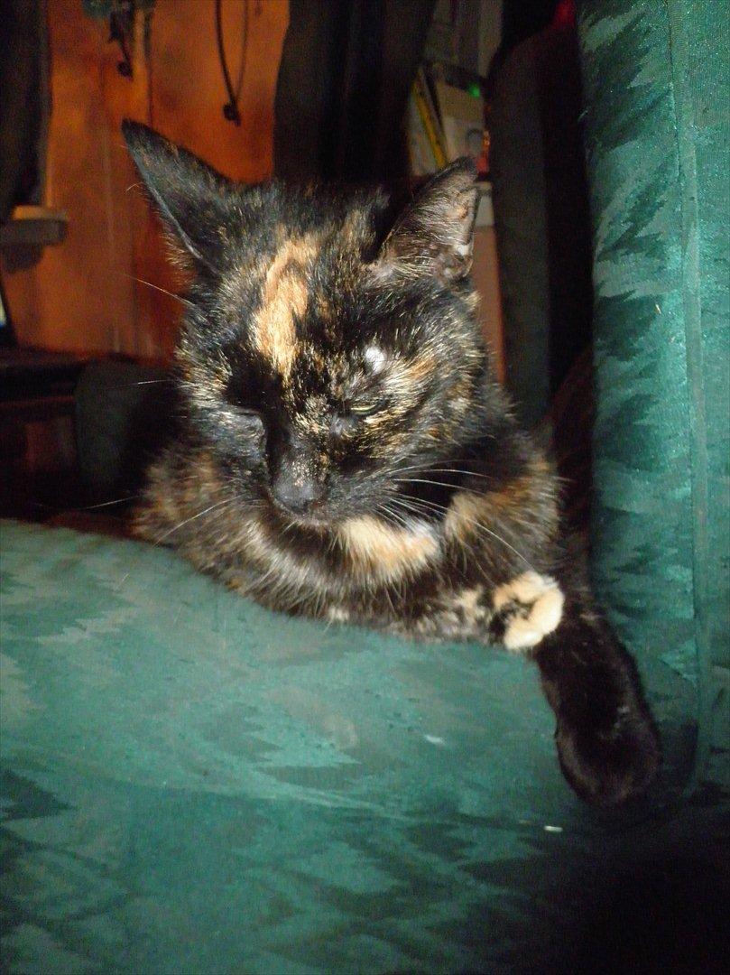 Blanding af racer Didlline billede 4