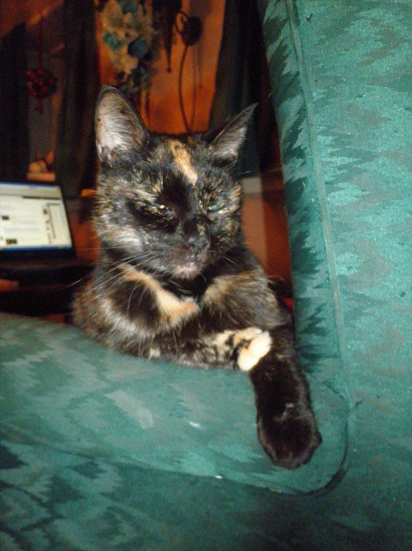 Blanding af racer Didlline billede 5