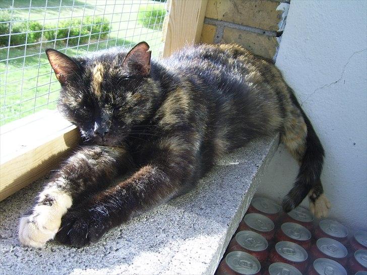 Blanding af racer Didlline billede 6