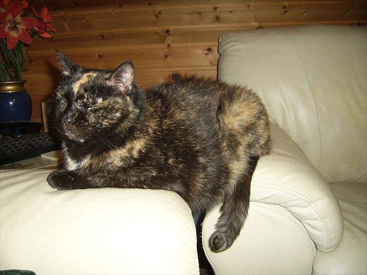 Blanding af racer Didlline billede 7