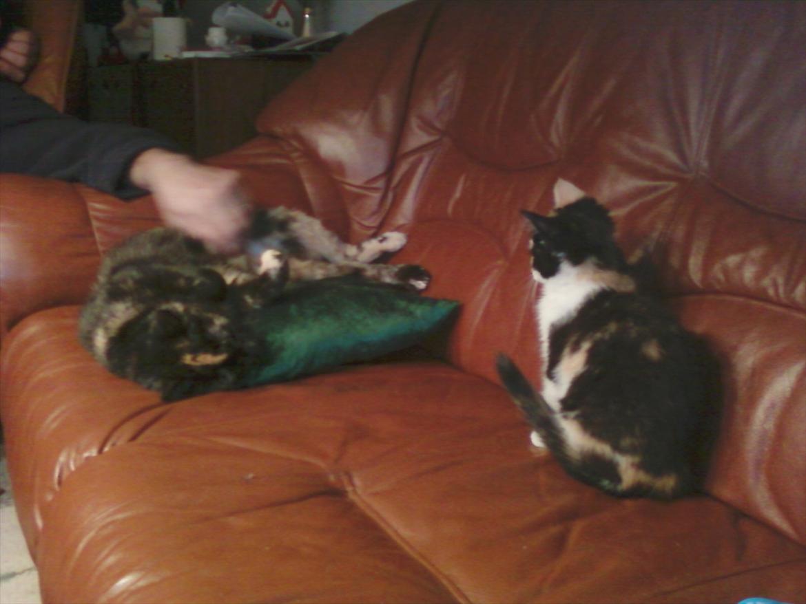 Blanding af racer Didlline billede 8