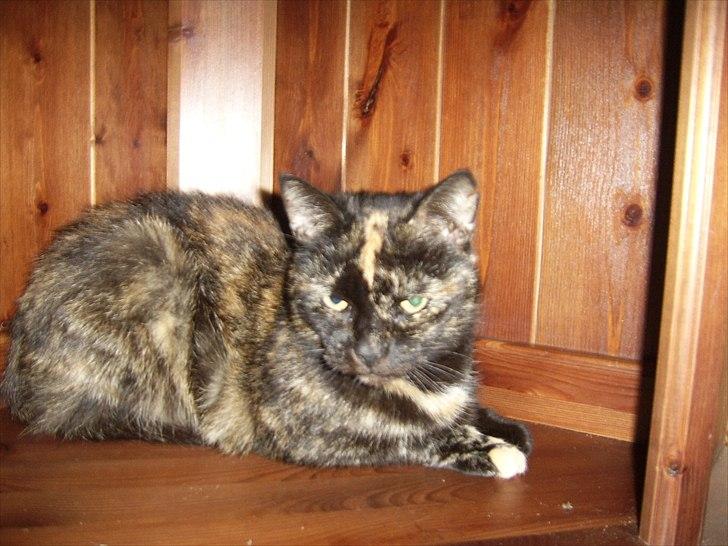 Blanding af racer Didlline billede 9