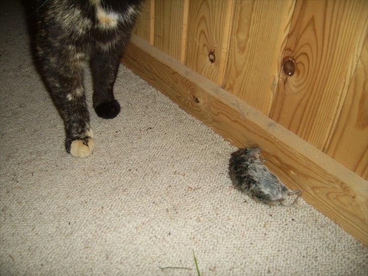 Blanding af racer Didlline billede 10