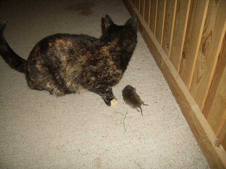 Blanding af racer Didlline billede 11