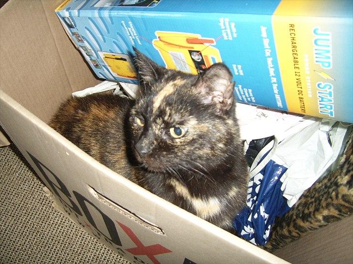 Blanding af racer Didlline billede 12