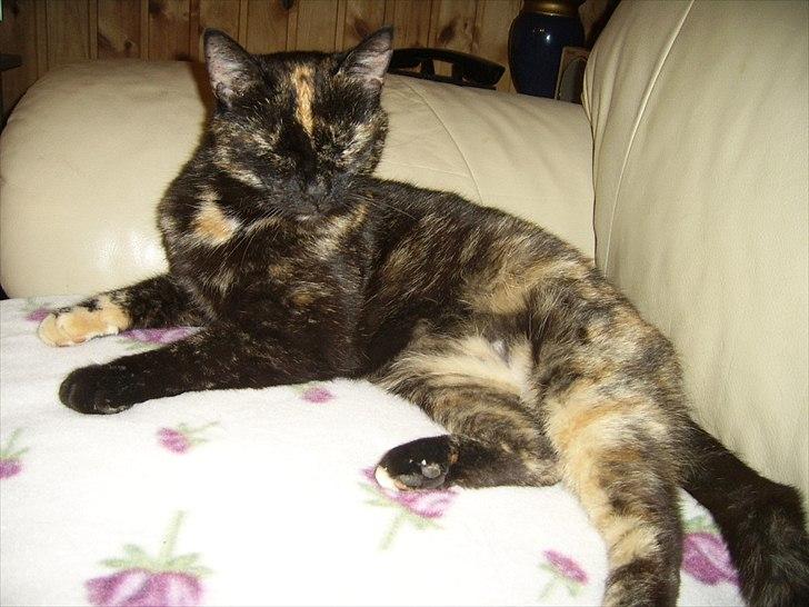 Blanding af racer Didlline billede 13