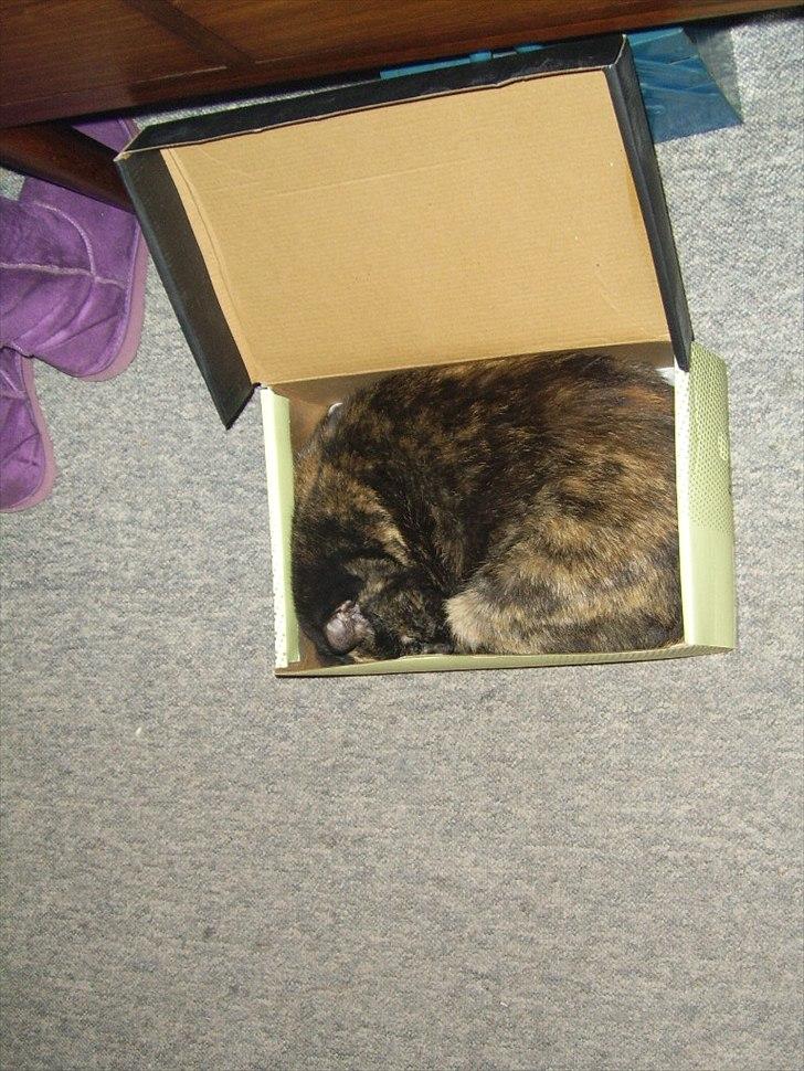 Blanding af racer Didlline billede 14